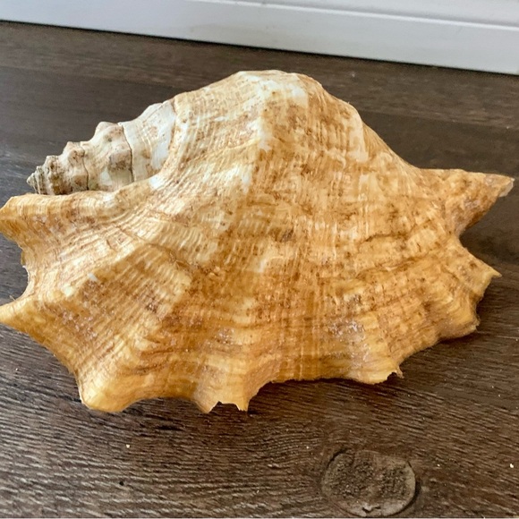 Big Sea Shell - Picture 11 of 12